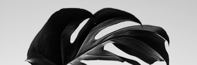 𝑊𝐼𝐿𝐵𝐸𝑅𝐹𝑂𝑅𝐶𝐸's banner