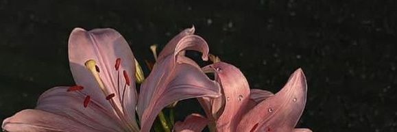 irem's banner
