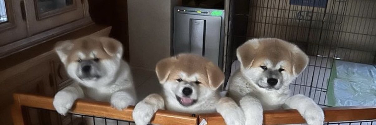 秋田犬ルナ's banner
