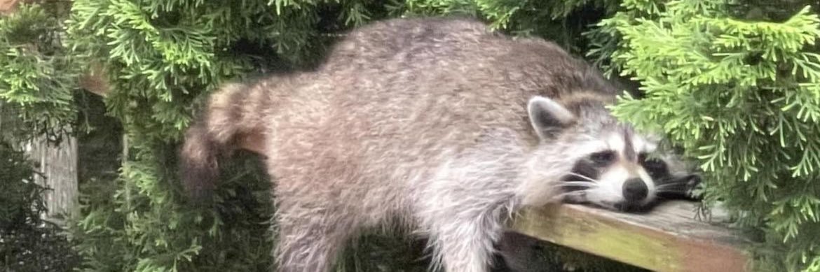 ✩⸝⸝ Jay !! ⭐️'s banner