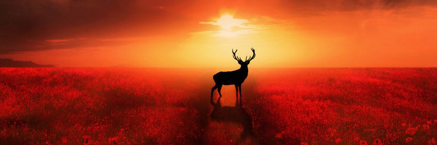 Nature Moments's banner