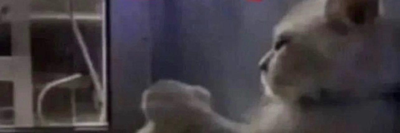 ur fav perv's banner