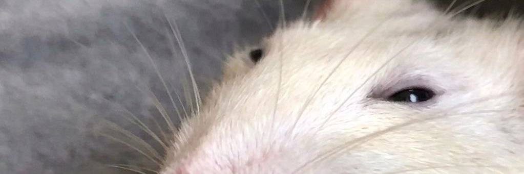 Abel Ixco fan account's banner