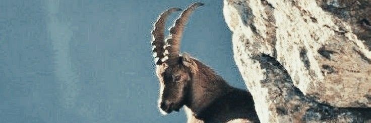Kübra Kaya's banner