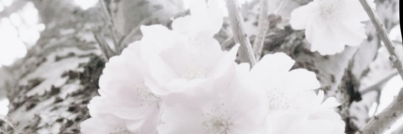 𝐰𝐢𝐧𝐧𝐢𝐞 ♡⸝⸝'s banner