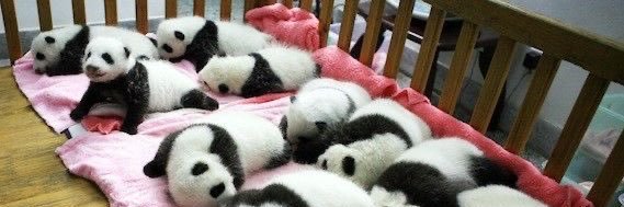 pandagirl's banner
