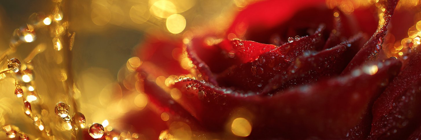 Katya Lucilla's banner