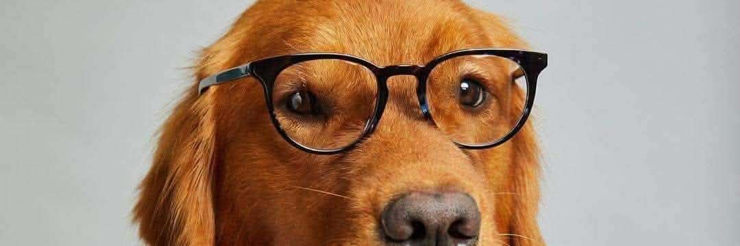 Wonderful dogs's banner