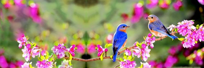 Birds Colour 🕊️'s banner