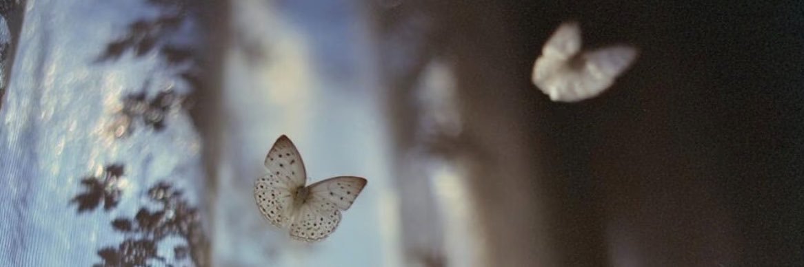 山茶花开在年糕里's banner