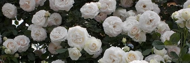 Rikako's banner