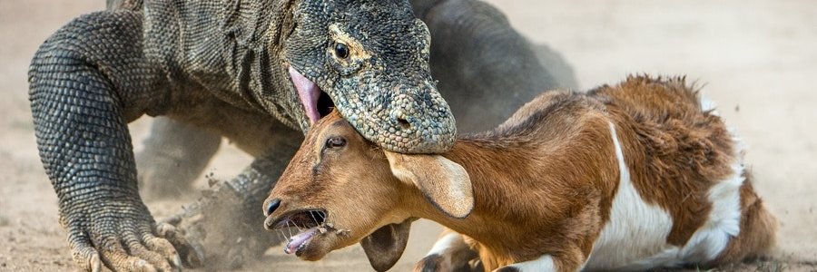 Meth Gator's banner