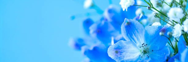 Evelin's banner