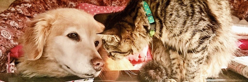 ちた🐾お仕事募集中's banner