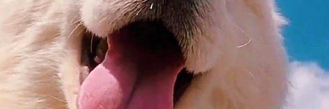 dog memes 🤣's banner