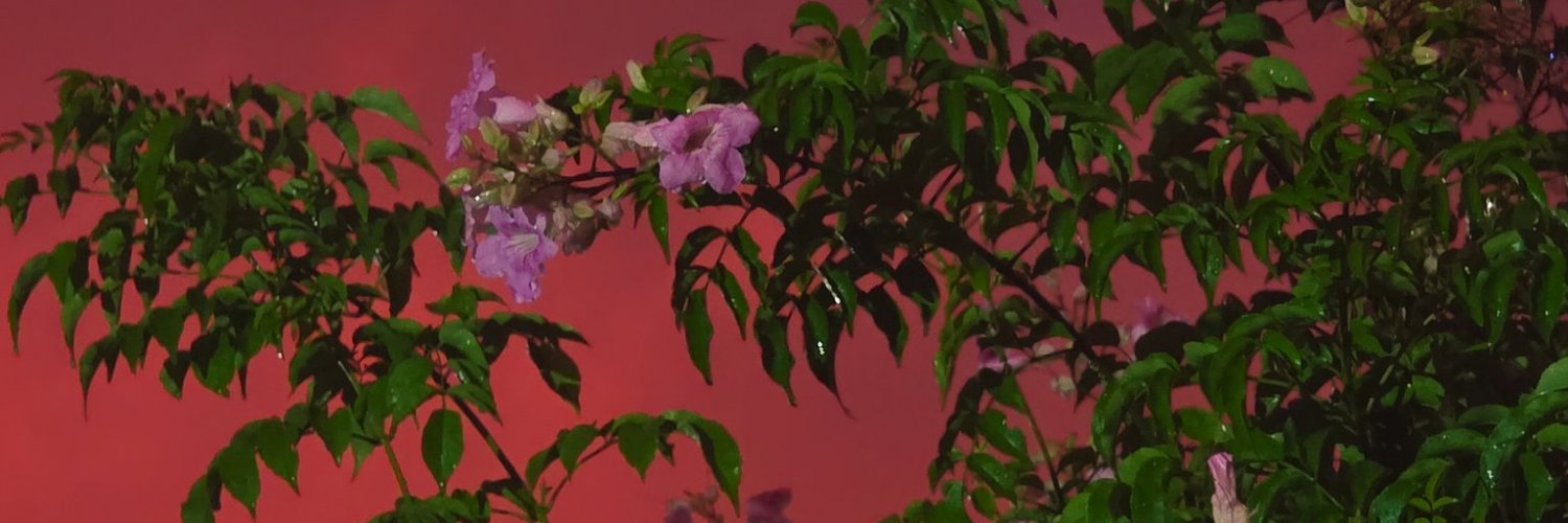 ₊˚ 🦢・₊'s banner