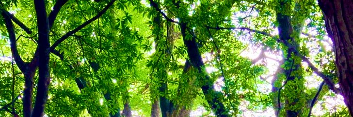 Assaa(あっさー)'s banner