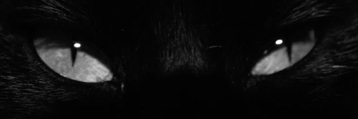🐈‍⬛'s banner