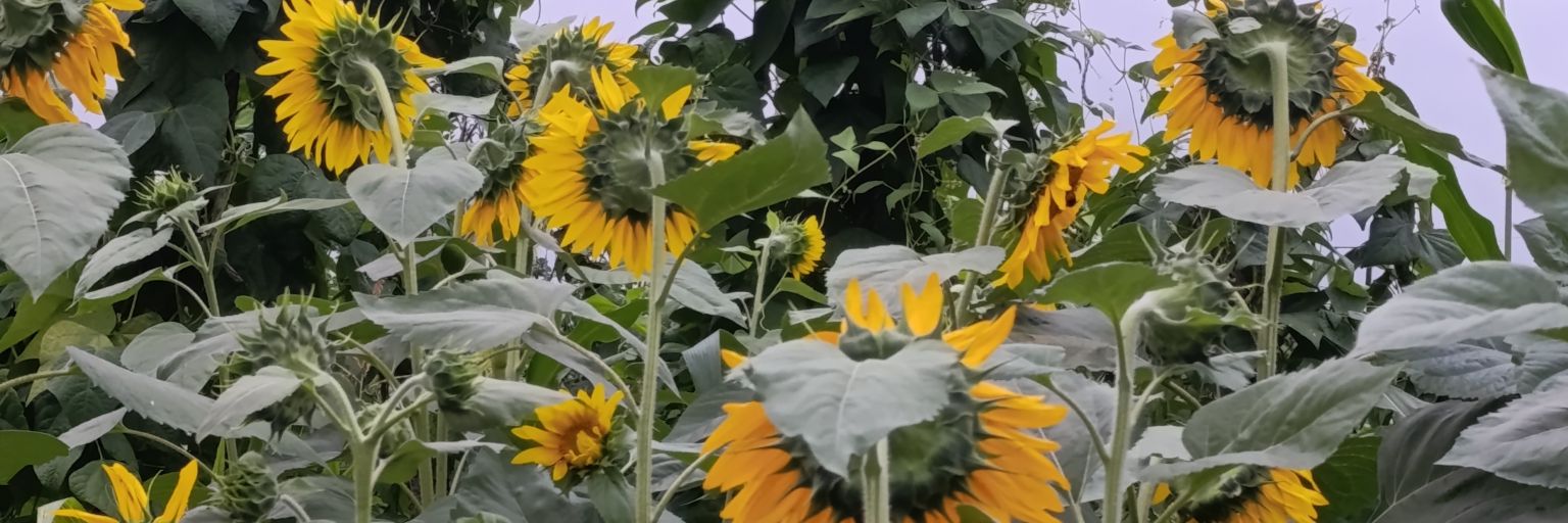 Banu Çolak's banner