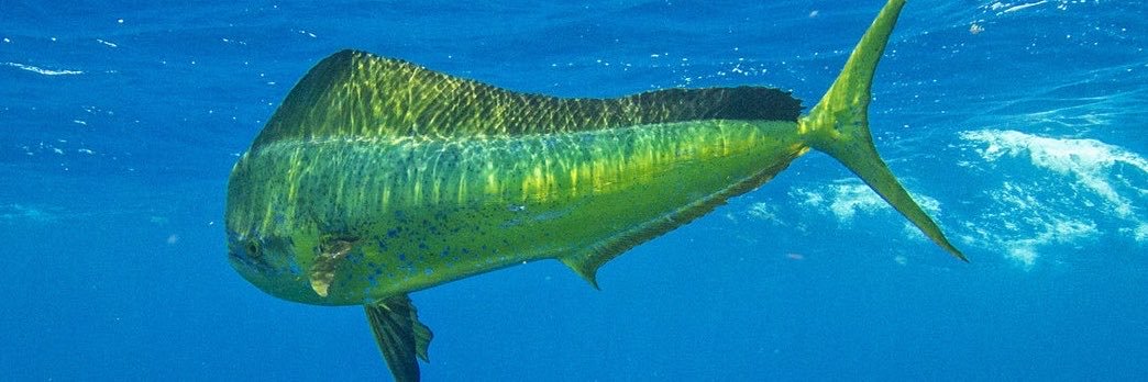 Fishclips 🐠's banner