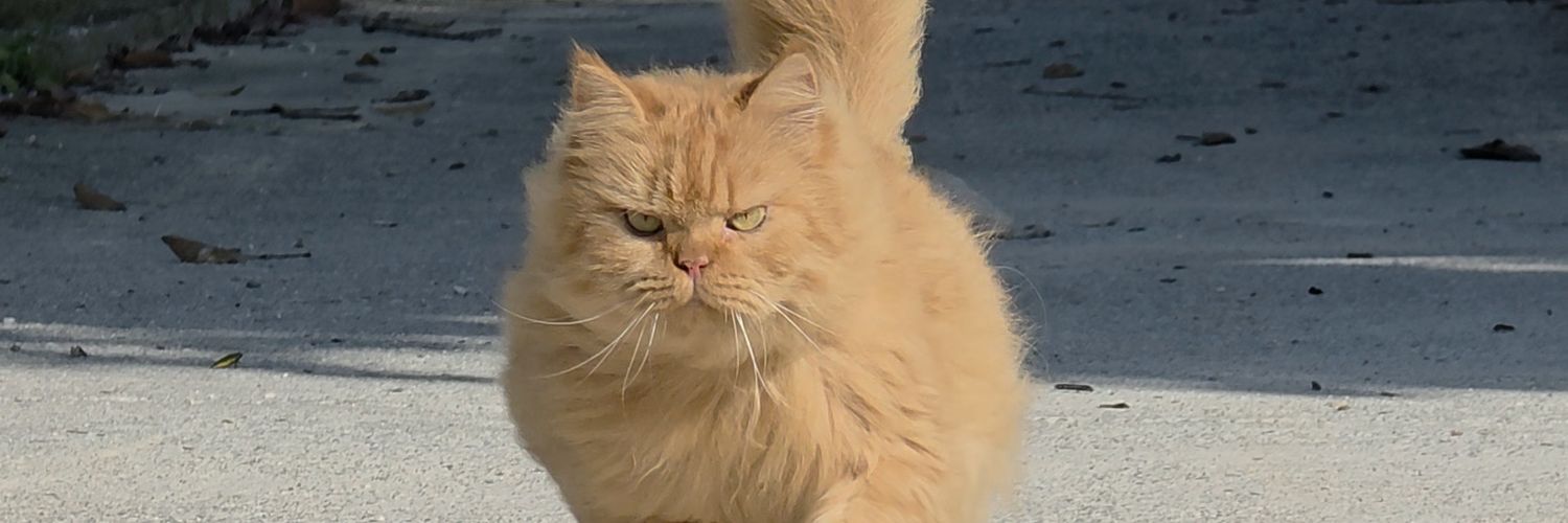 Barong The Running Cat's banner