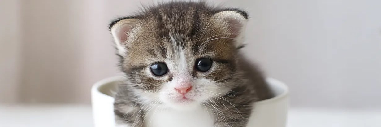 可愛い猫🐱速報's banner