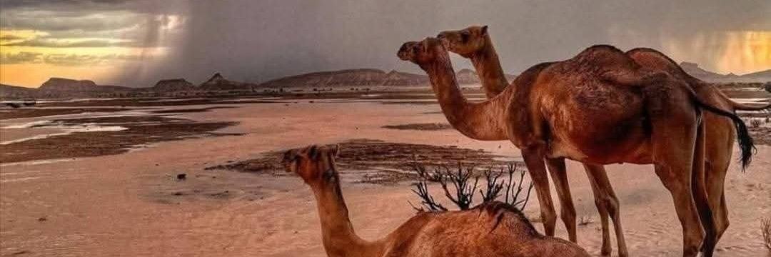 حضرمي مشقاصي 2's banner