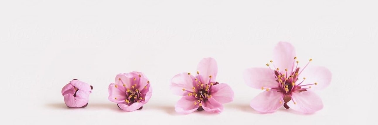 Mila Bloom's banner