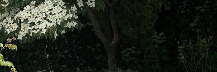 riri 💍 | fan acc.'s banner