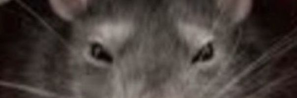 Riri Pipsqueak 🐀's banner