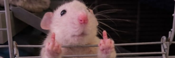 Rat's banner