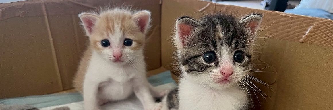 ういろうとわらび🐾's banner