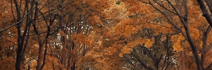🍁𝔢𝔞𝔯𝔱𝔥𝔶𝔞𝔟𝔲𝔫𝔡𝔞𝔫𝔠𝔢 ꕤ (Atumn Era)🍁's banner