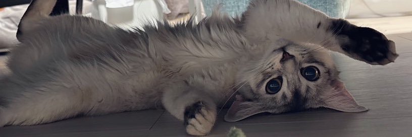 そばちゃん's banner