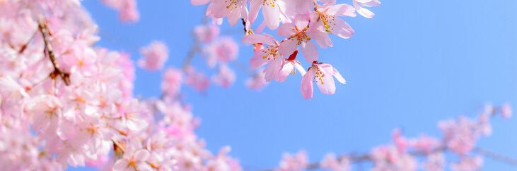 ほしゅ丸's banner