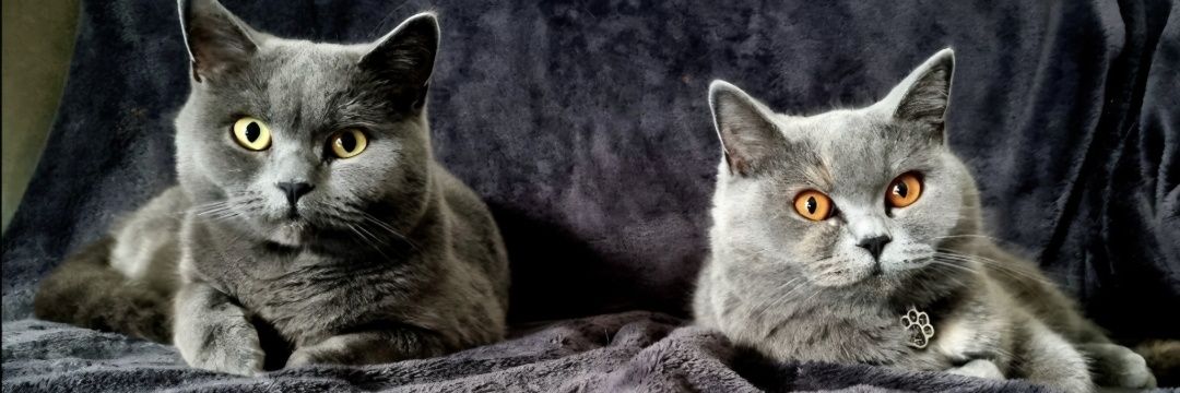 Poempie's banner
