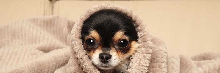 わっち🐶's banner