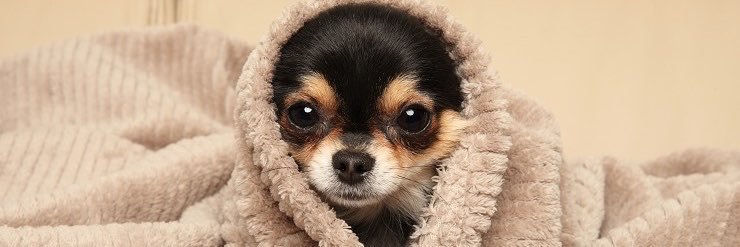 わっち🐶's banner