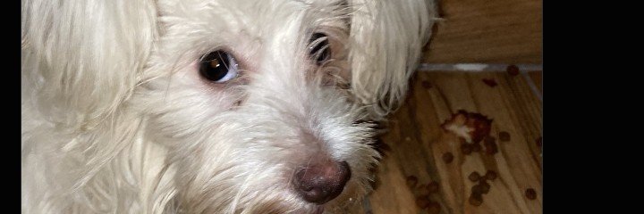Dog Moments's banner
