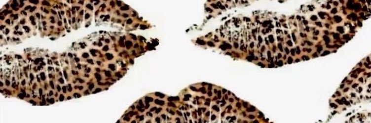 🐆's banner