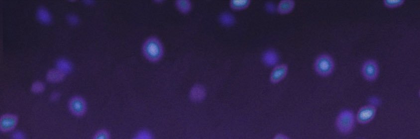 fen's banner