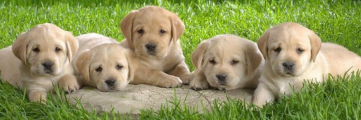 The Adorable Pups's banner