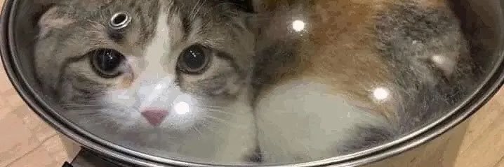 meow's banner