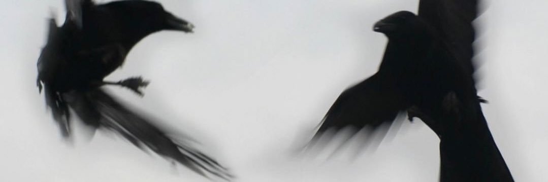 Bet Hawk's banner