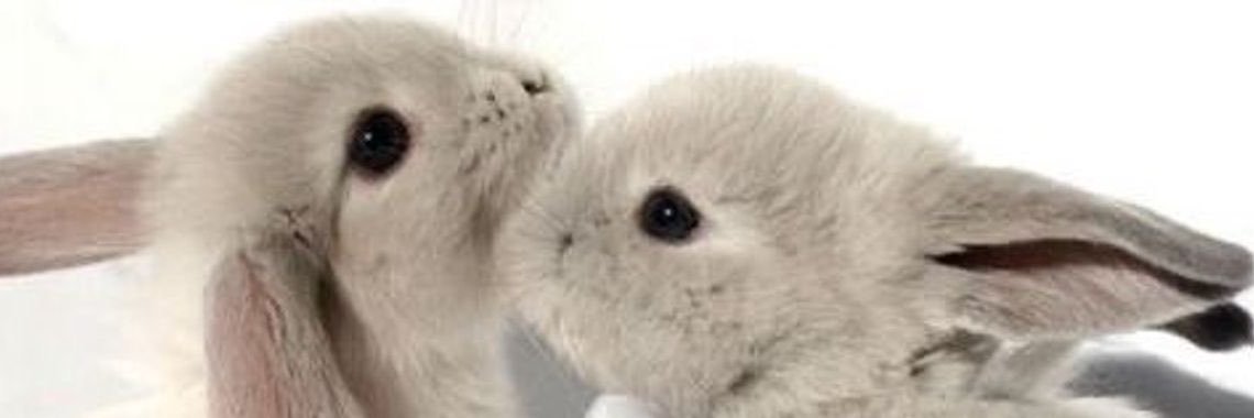 ૮◞‸◟˶𑁬's banner