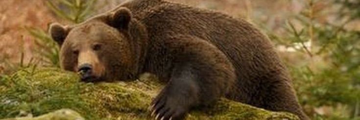 Bear Of The Day!'s banner