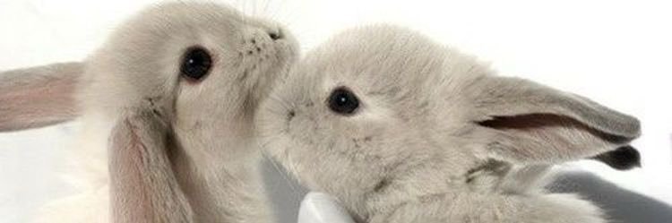 𝒮𝓊𝓏𝓊𝒷𝓊𝓃❀'s banner