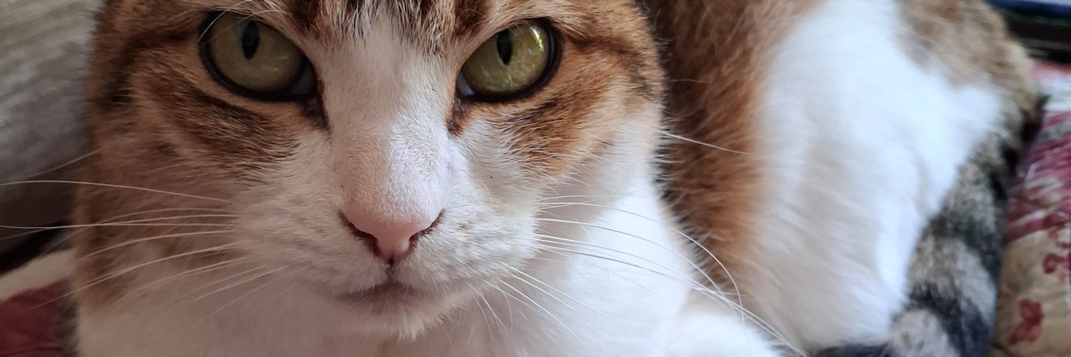 💙🤍❤️Choupie 🐈's banner