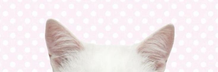 caterina ᶻz's banner