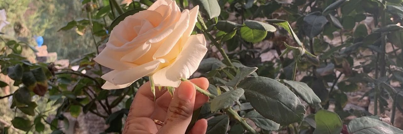شیفاء🕊️'s banner